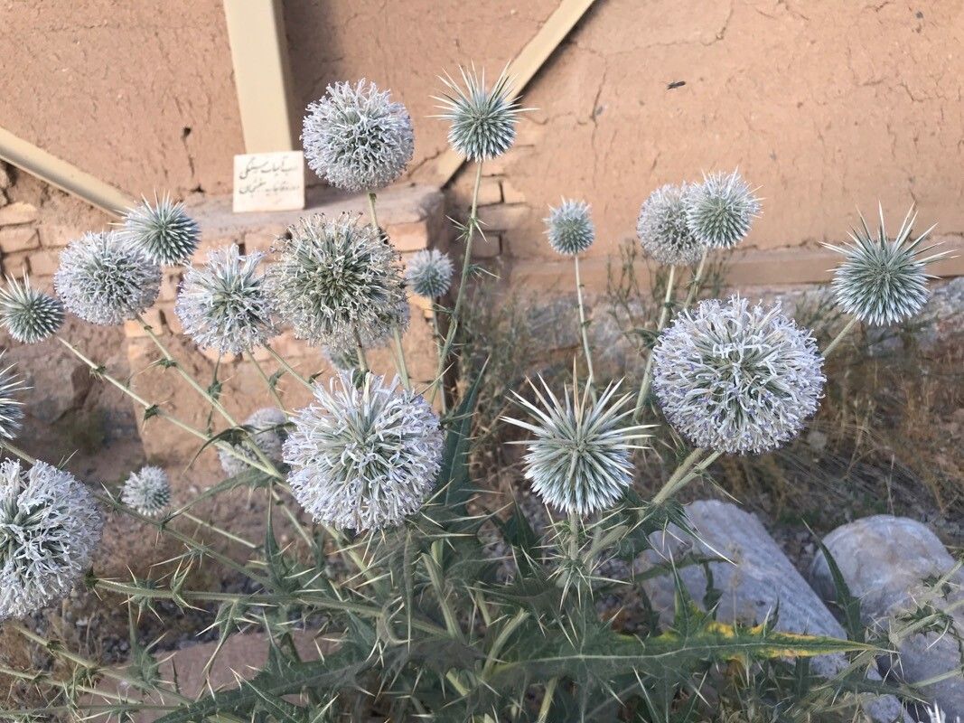 Echinops austroiranicus flower