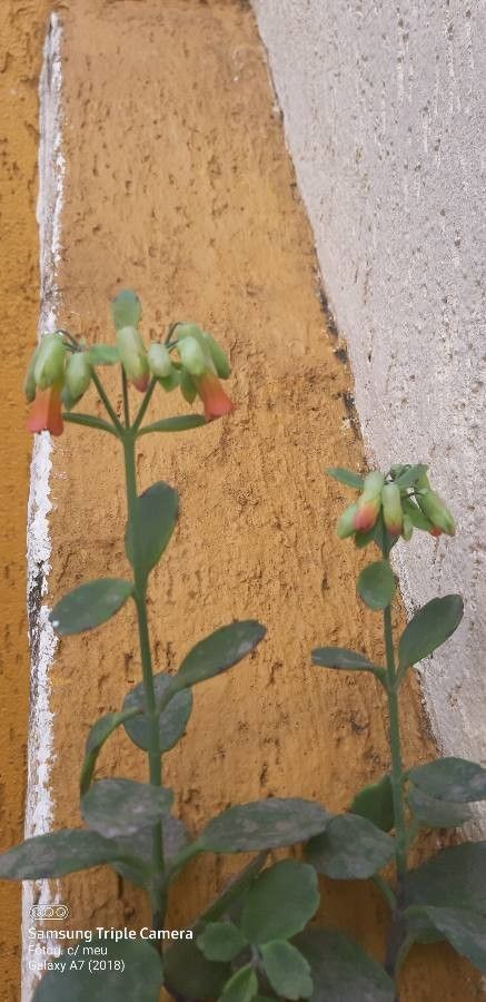 Kalanchoe marnieriana flower