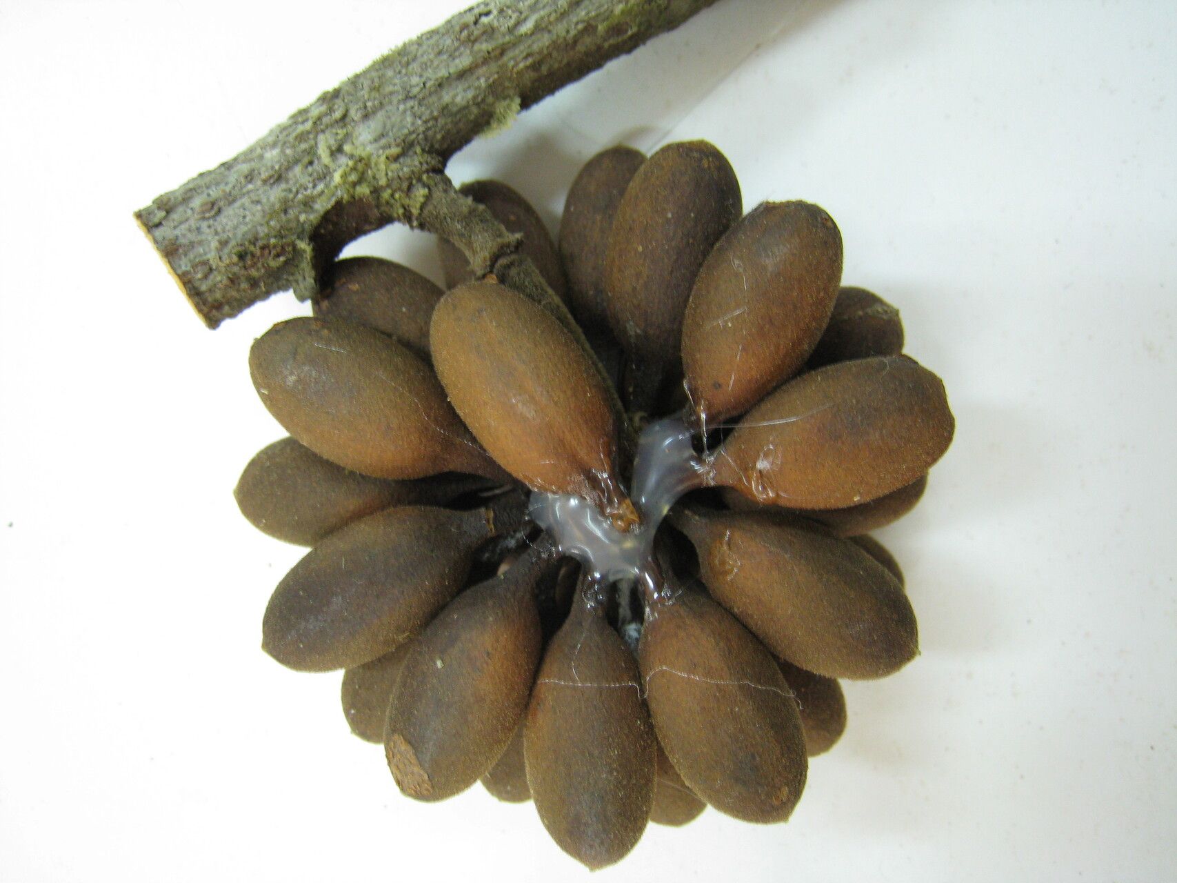 Guatteria guianensis other