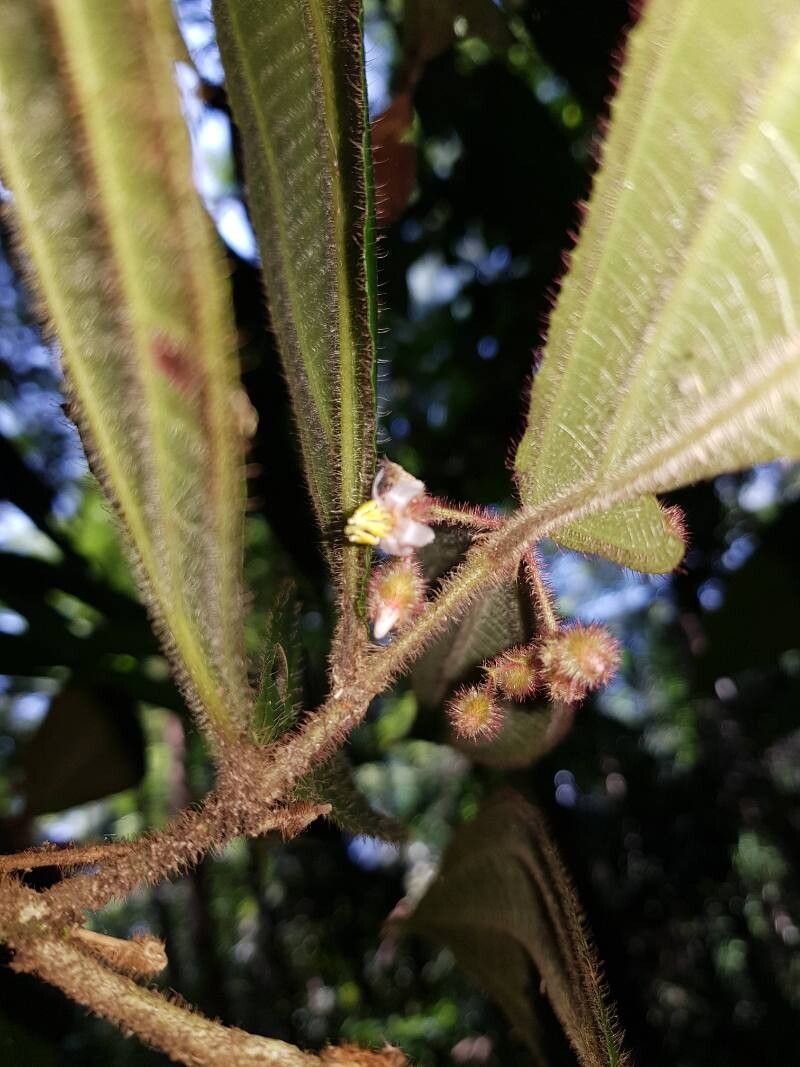 Miconia allenii flower