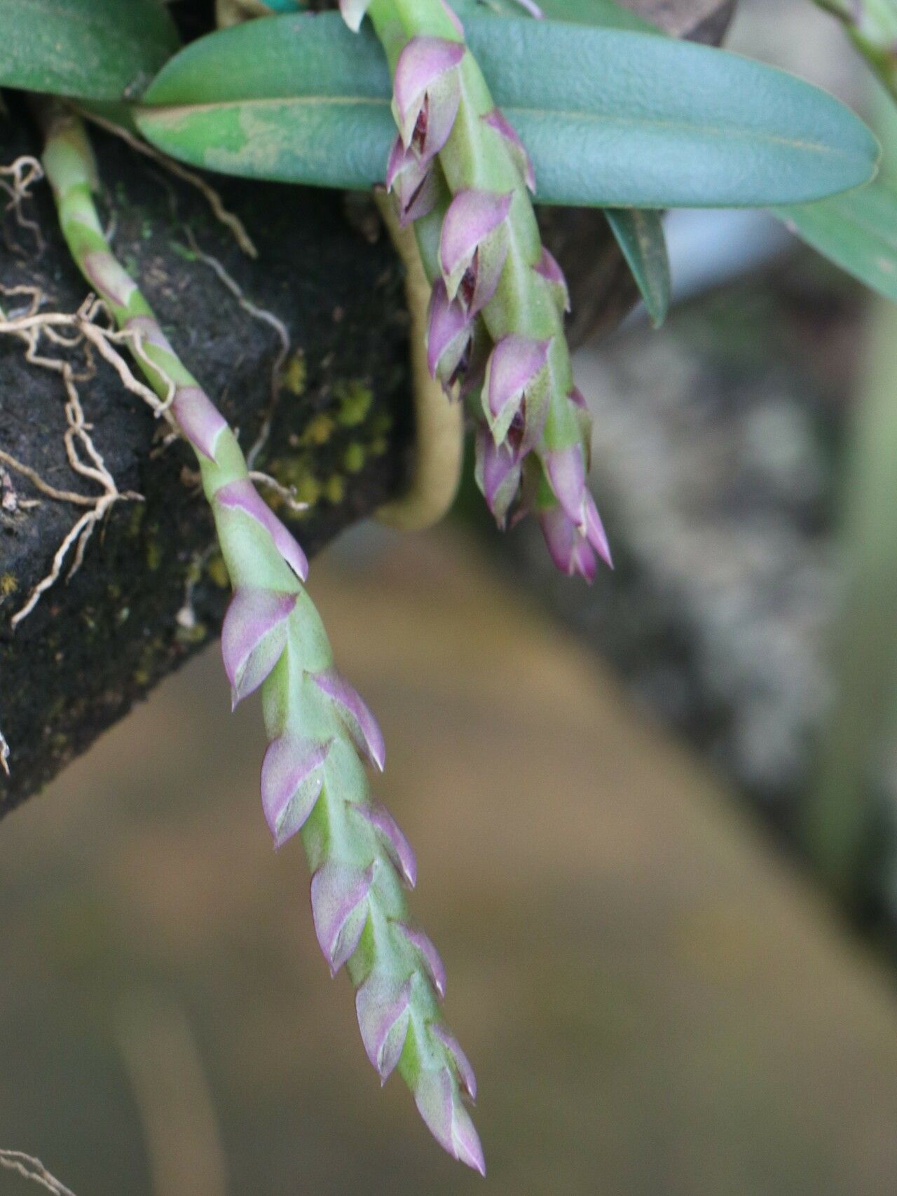 Bulbophyllum carnosisepalum — houseplant care guide