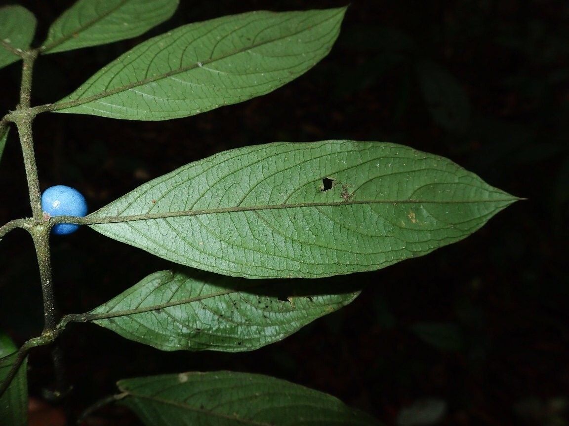 Lasianthus urophylloides — houseplant care guide