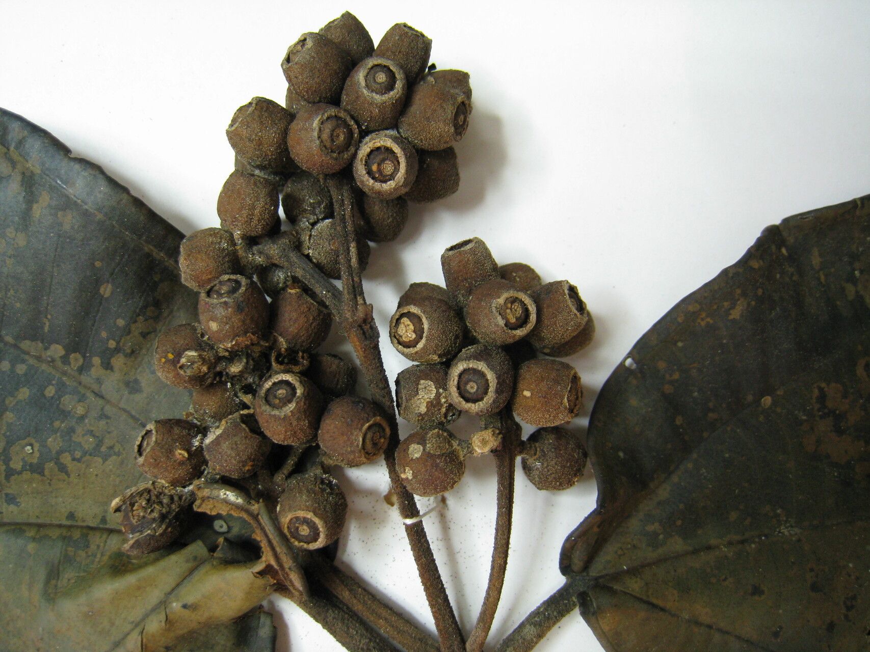 Miconia holosericea other