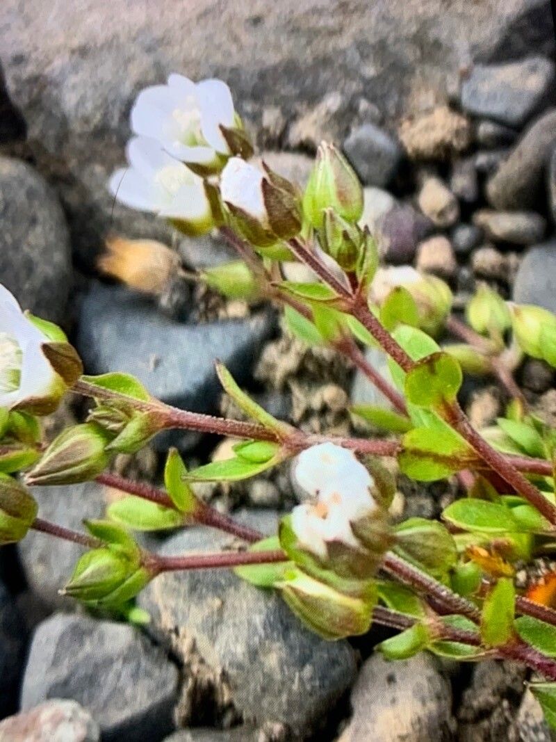 Arenaria norvegica — houseplant care guide