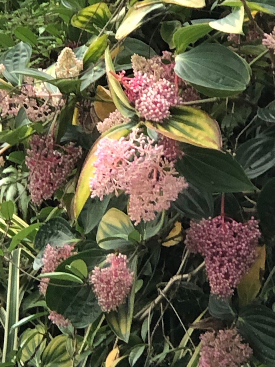 Medinilla multiflora flower