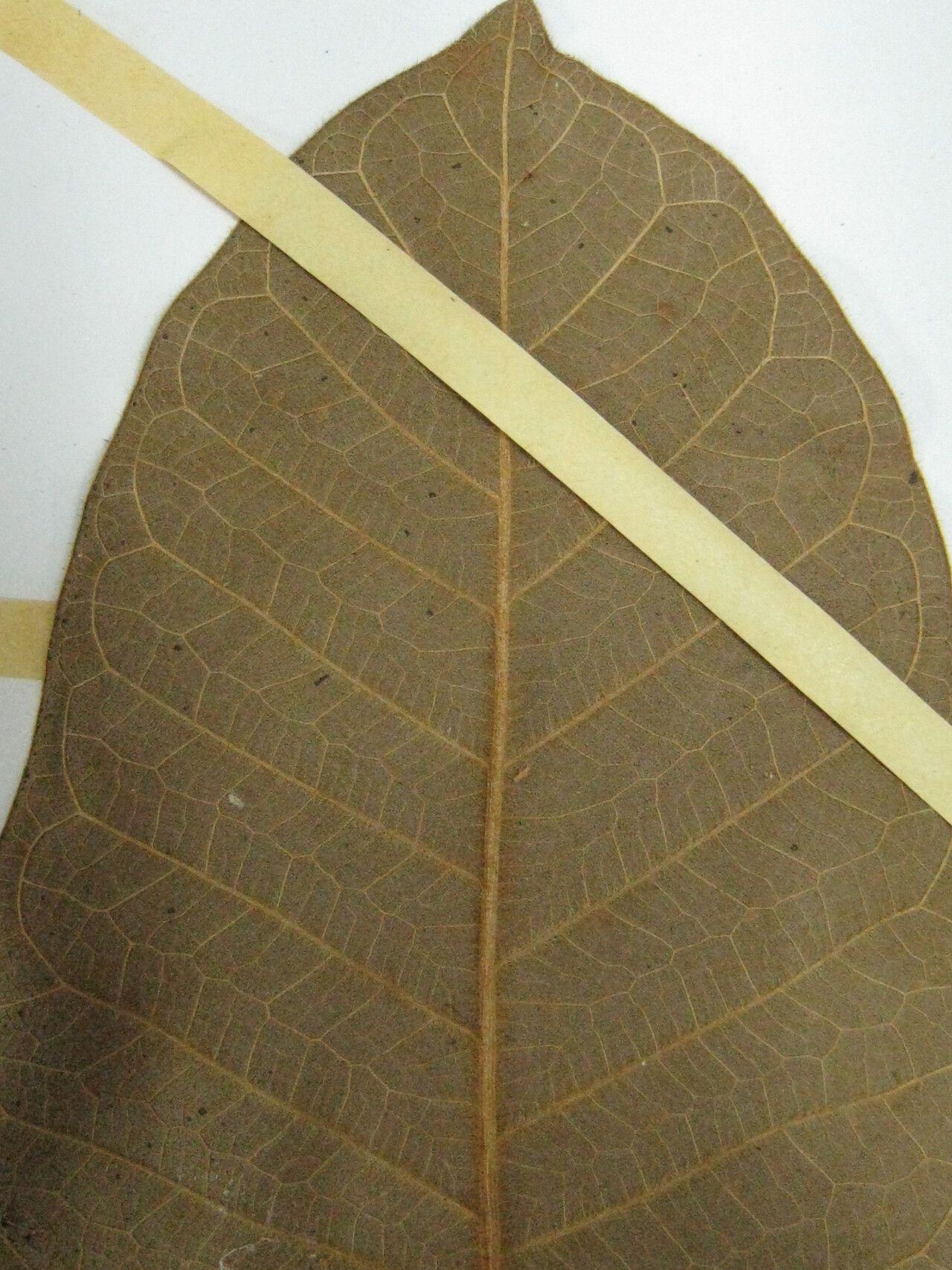 Ficus gomelleira other