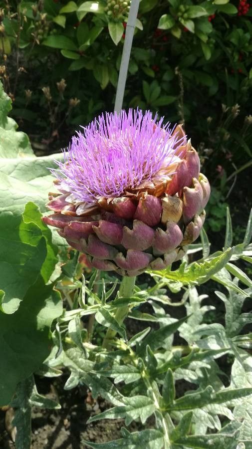 Cynara scolymus flower