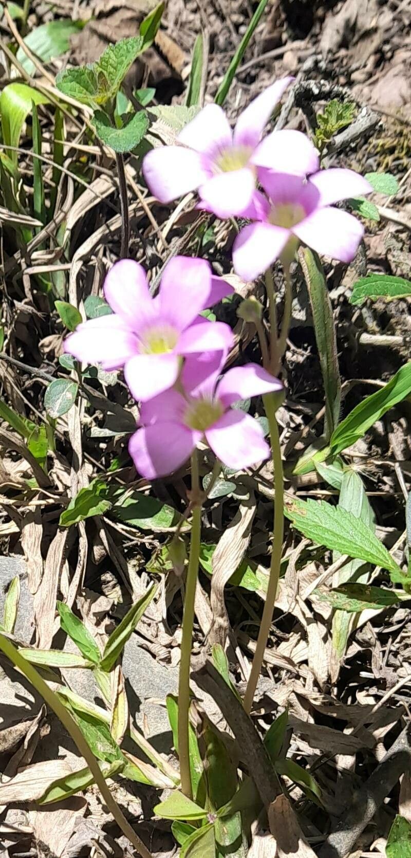 Oxalis argentina habit
