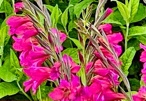 Gladiolus × byzantinus flower