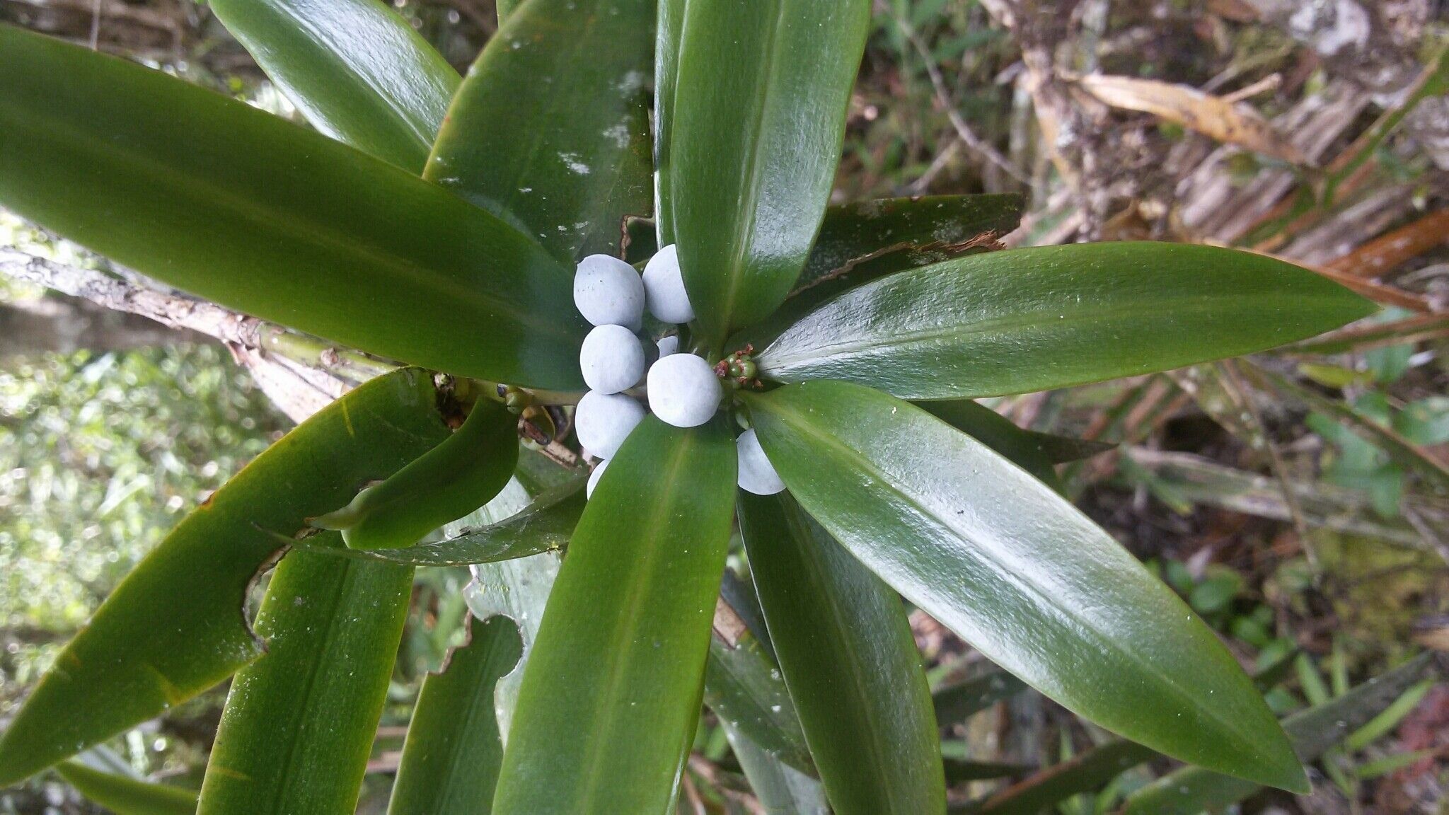Podocarpus madagascariensis fruit