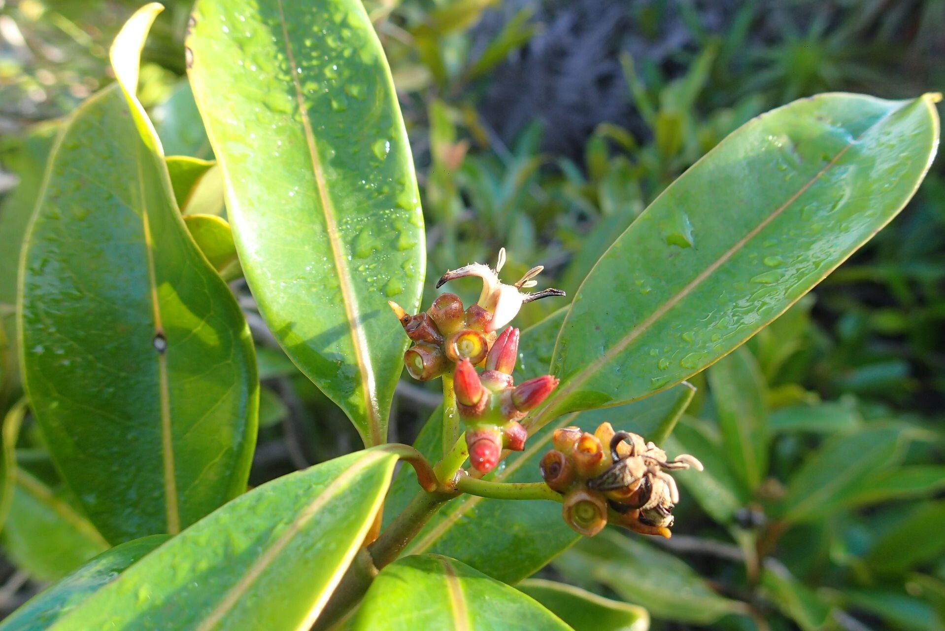 Gynochthodes kanalensis flower