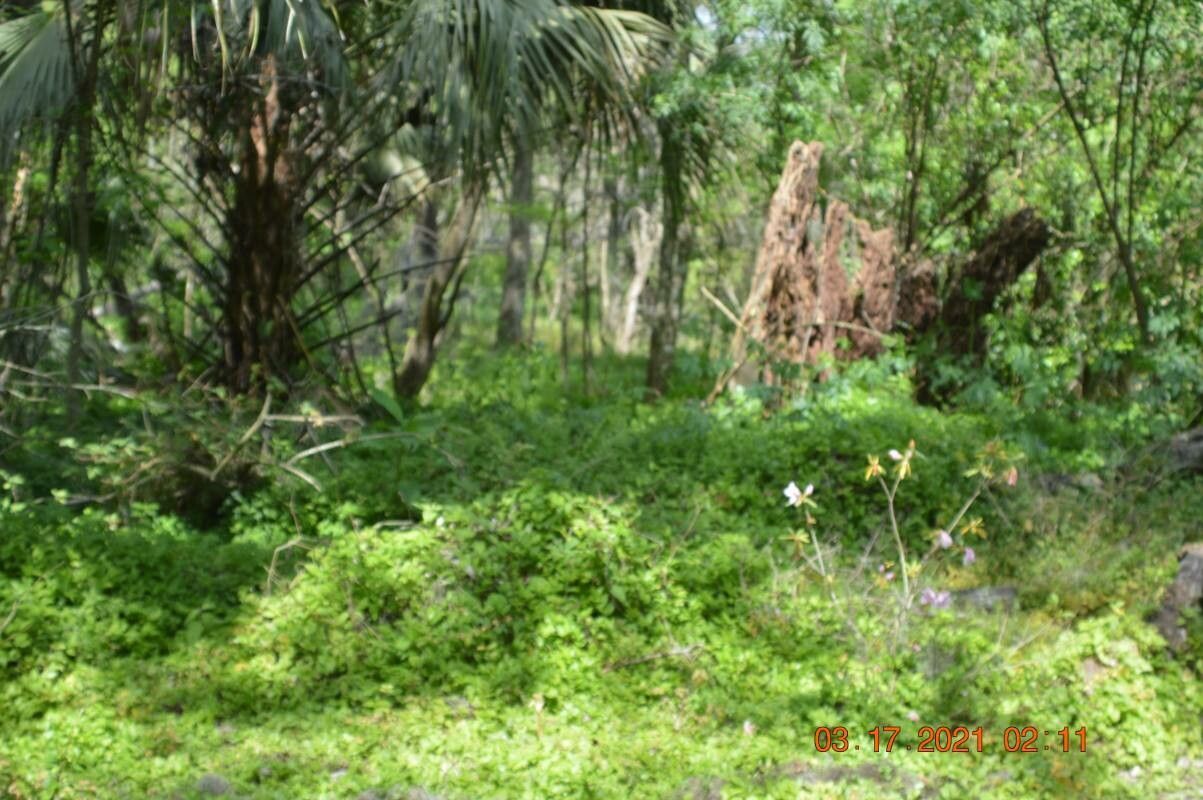 Erythronium montanum — search result for 'Trillium'