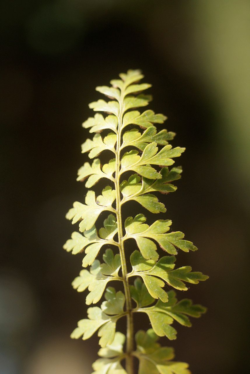 Asplenium lividum — houseplant care guide