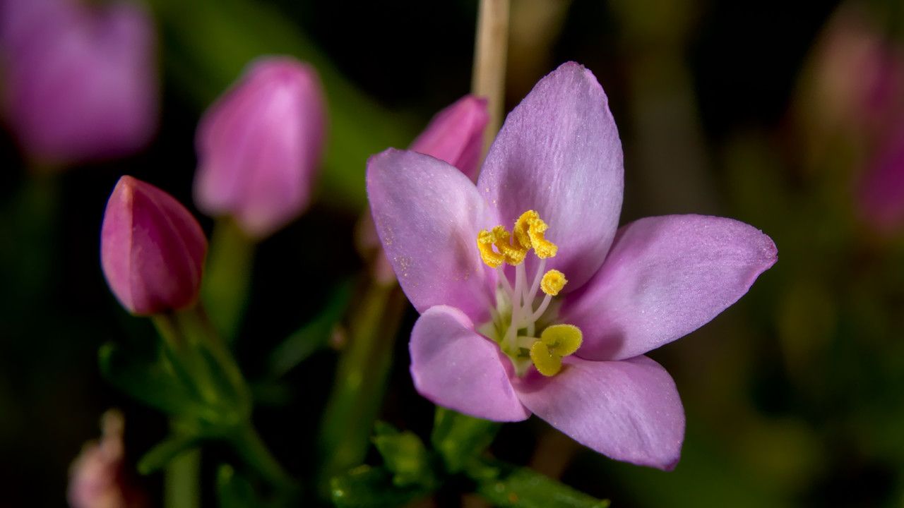 Centaurium scilloides flower