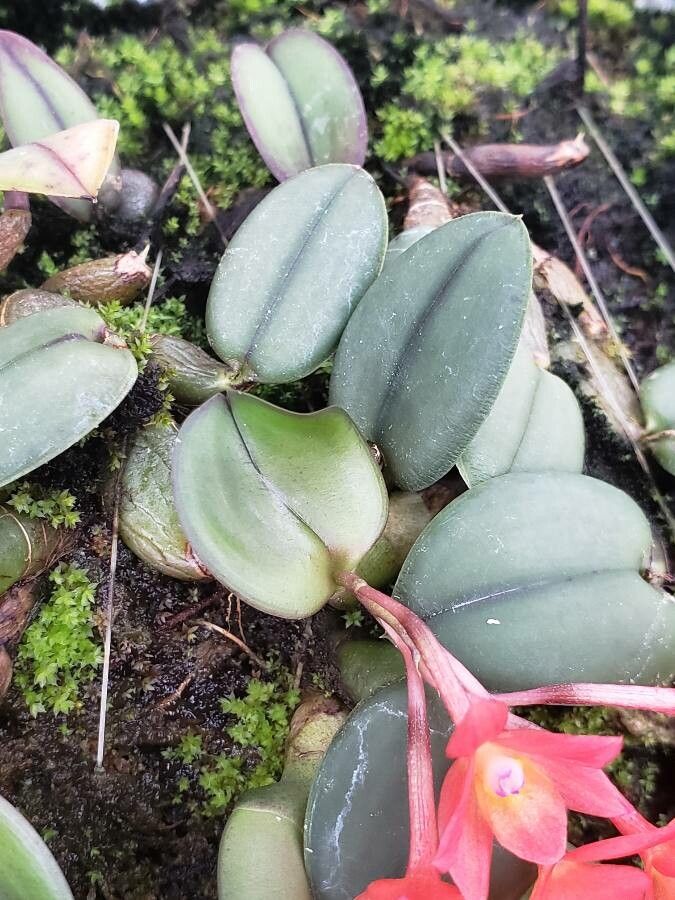 Cattleya cernua leaf