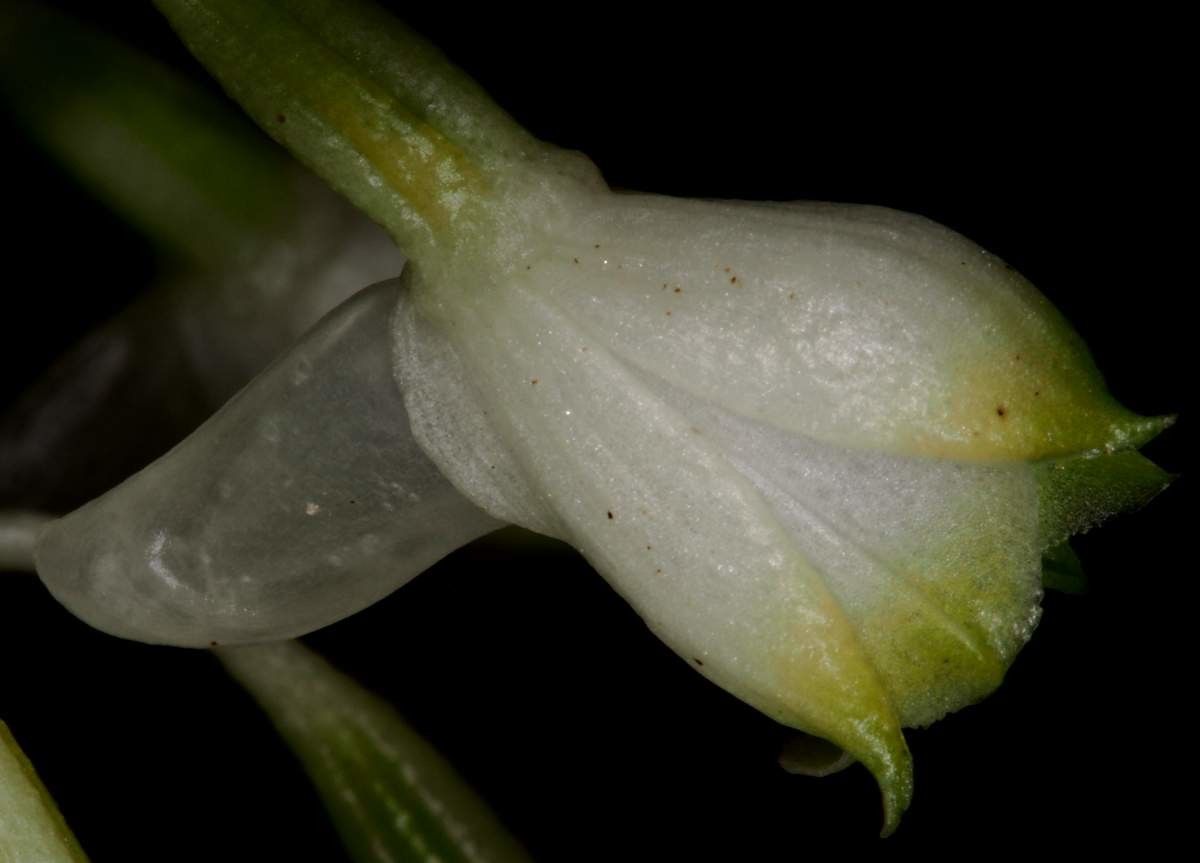 Calanthe oreadum — houseplant care guide