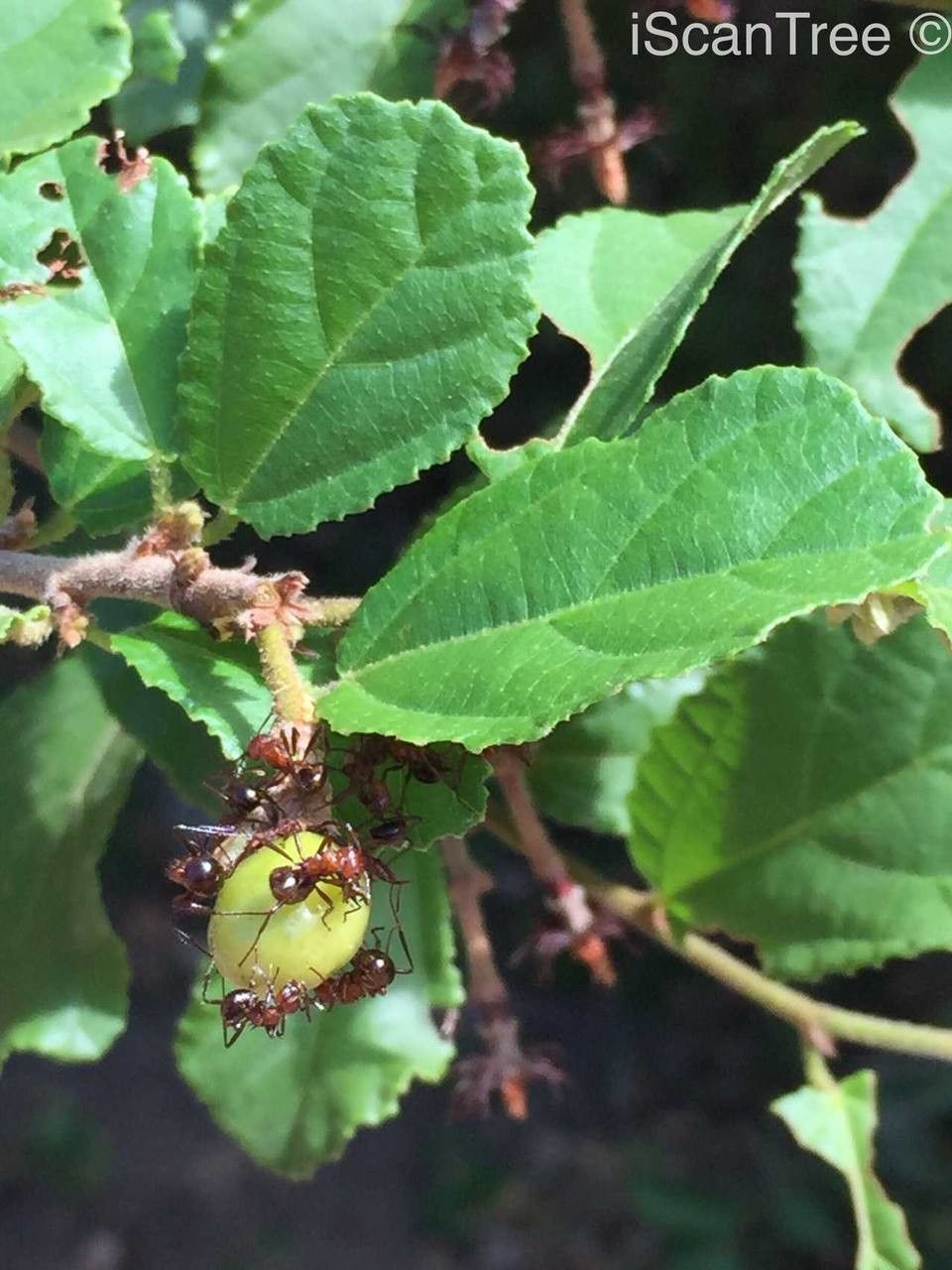 Grewia pachycalyx — search result for 'Grewia'