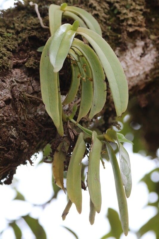 Diaphananthe divitiflora — related species from the same genus