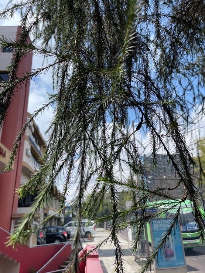 Melaleuca armillaris leaf