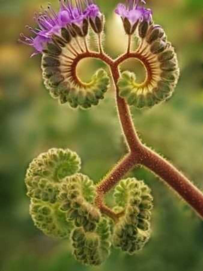 Phacelia pedicellata flower