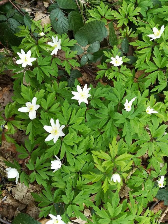 Anemone quinquefolia habit