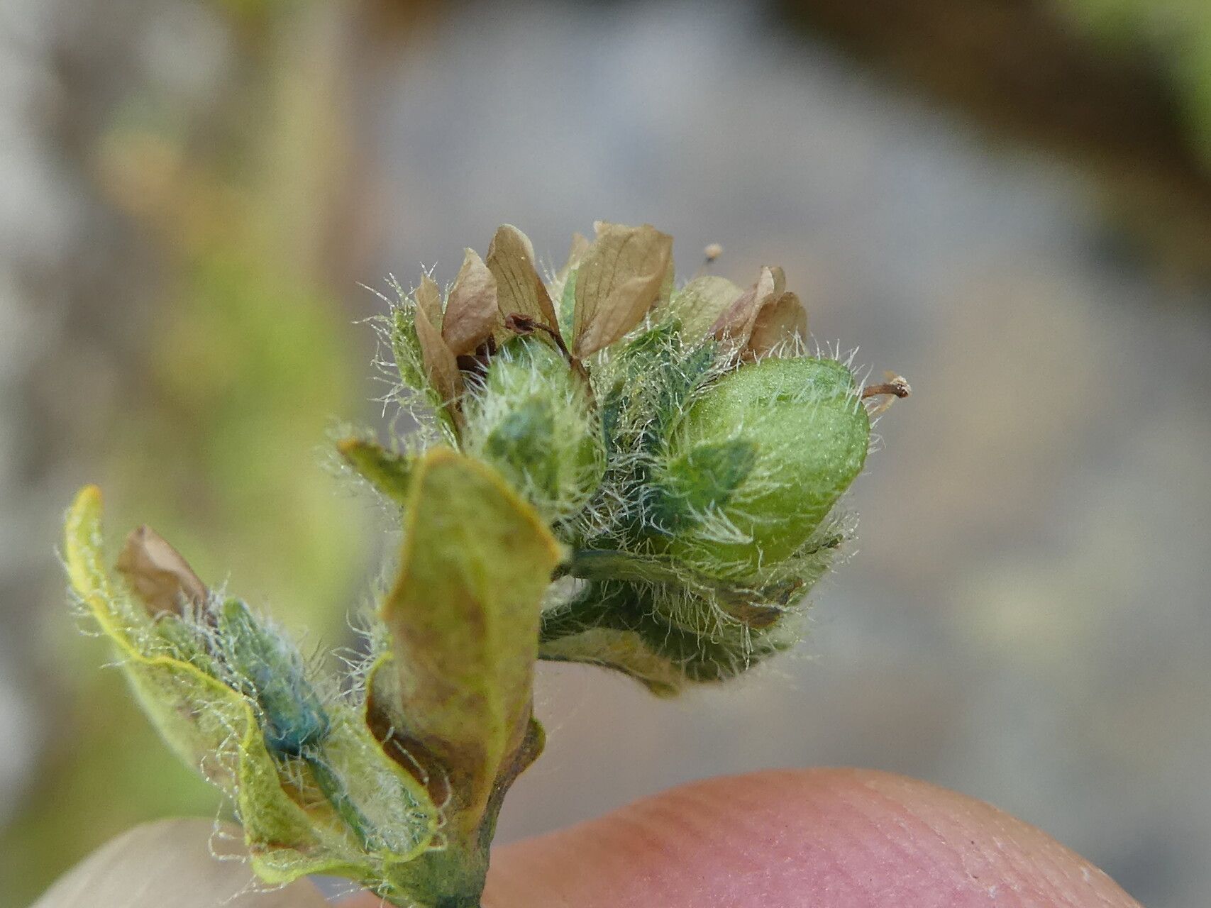 Veronica alpina fruit