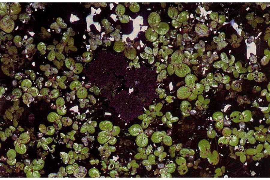 Spirodela polyrrhiza habit