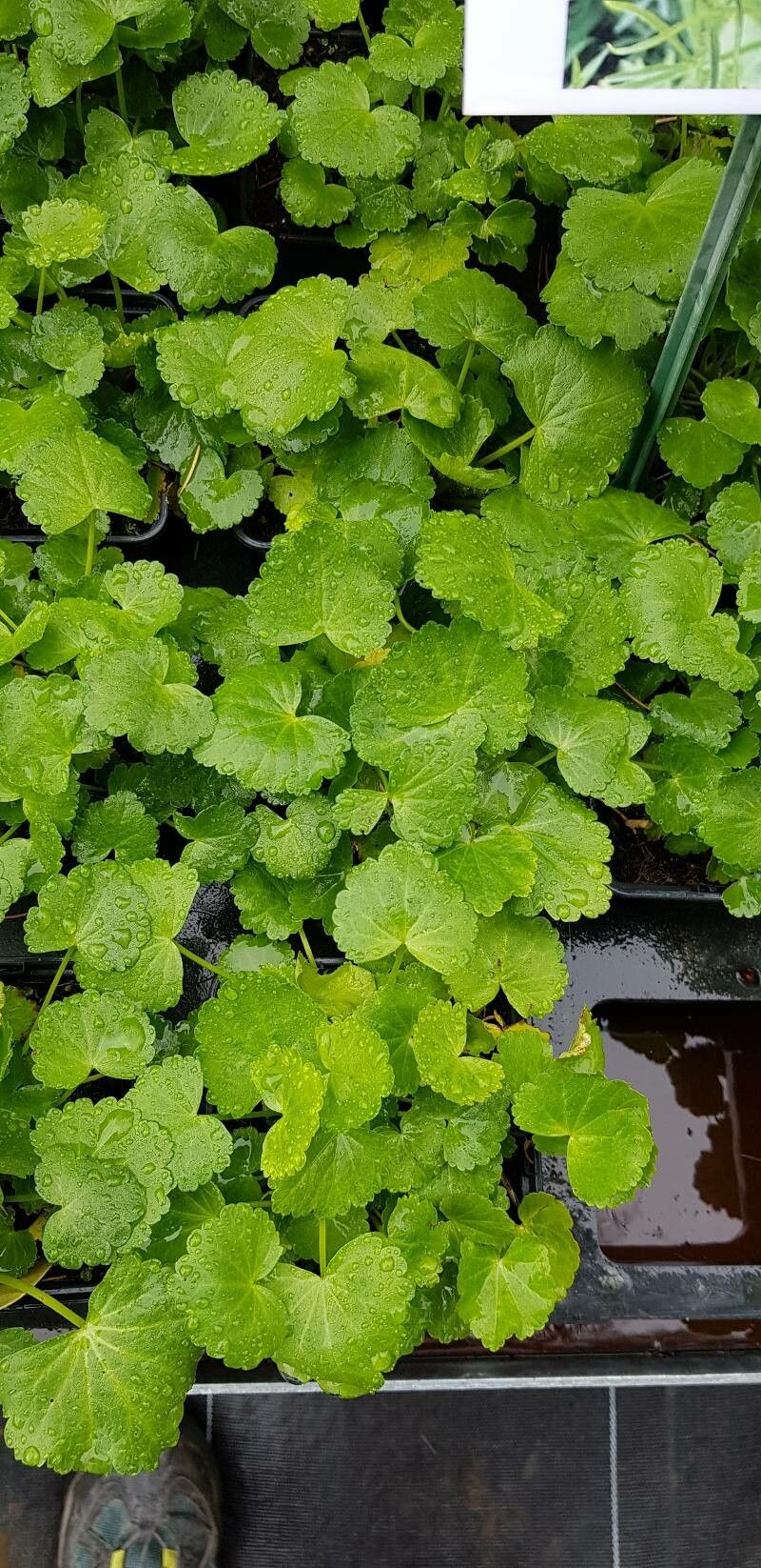 Sidalcea oregana habit