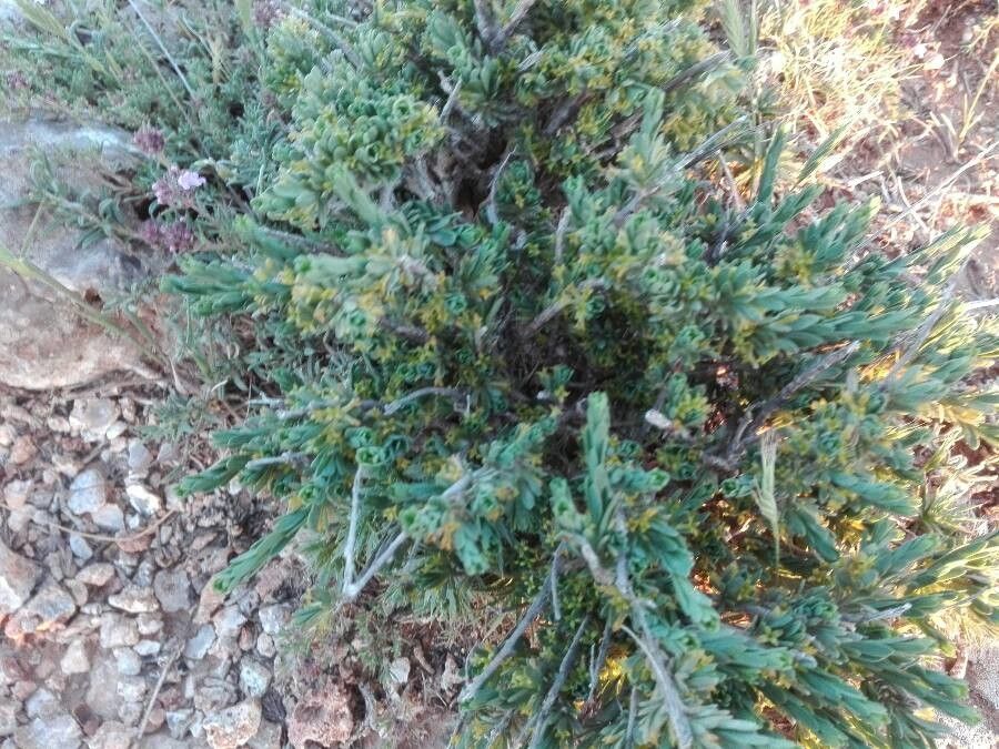 Thymelaea virescens habit