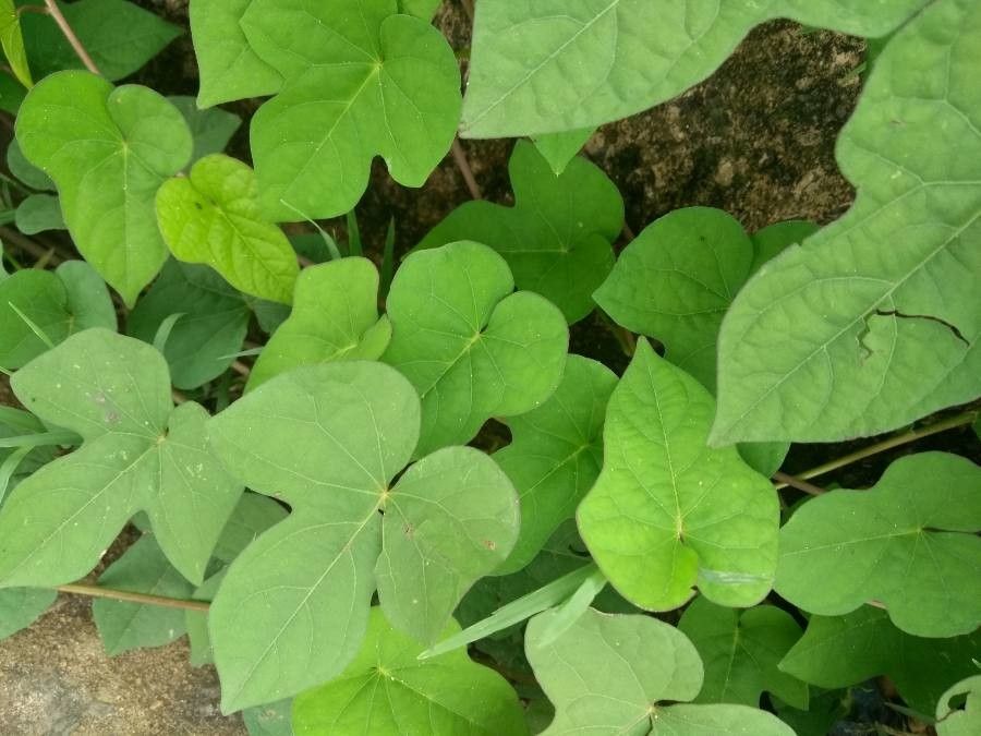 Ipomoea obscura fruit