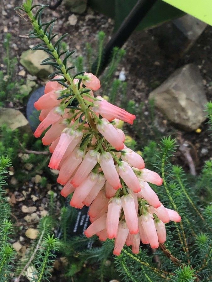 Erica mammosa flower