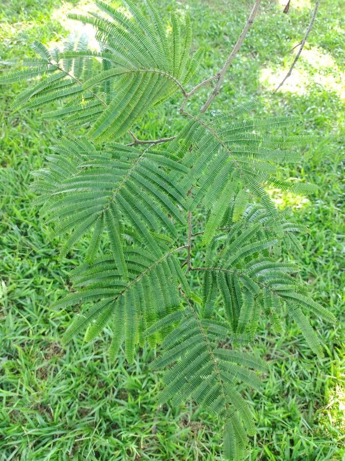 Anadenanthera peregrina leaf