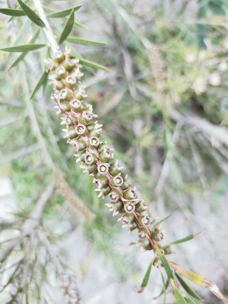 Callistemon pinifolius flower