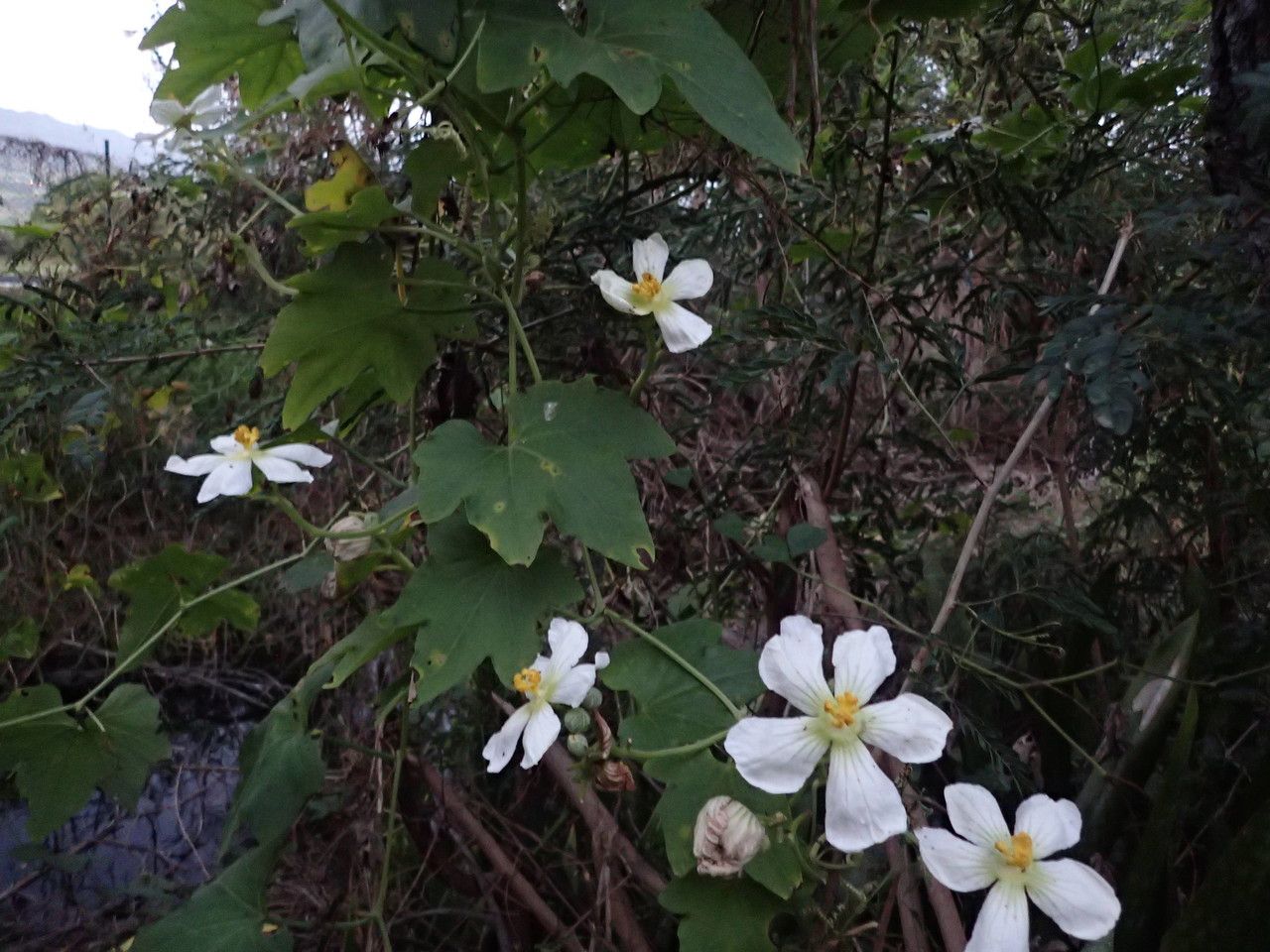 Lagenaria sphaerica habit