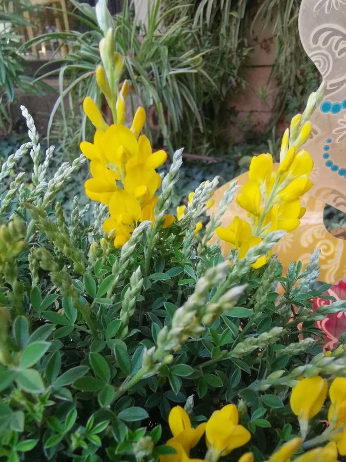 Genista spachiana flower