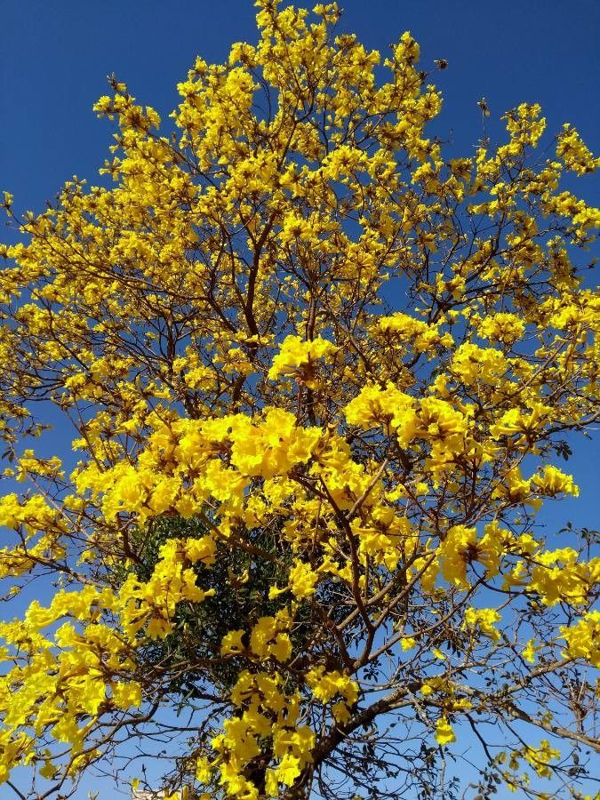 Handroanthus chrysotrichus flower