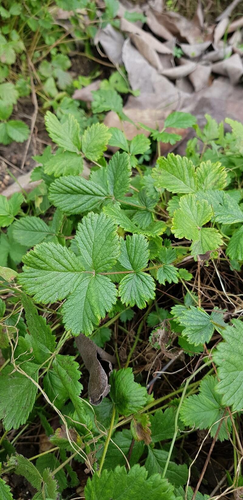 Drymocallis rupestris leaf