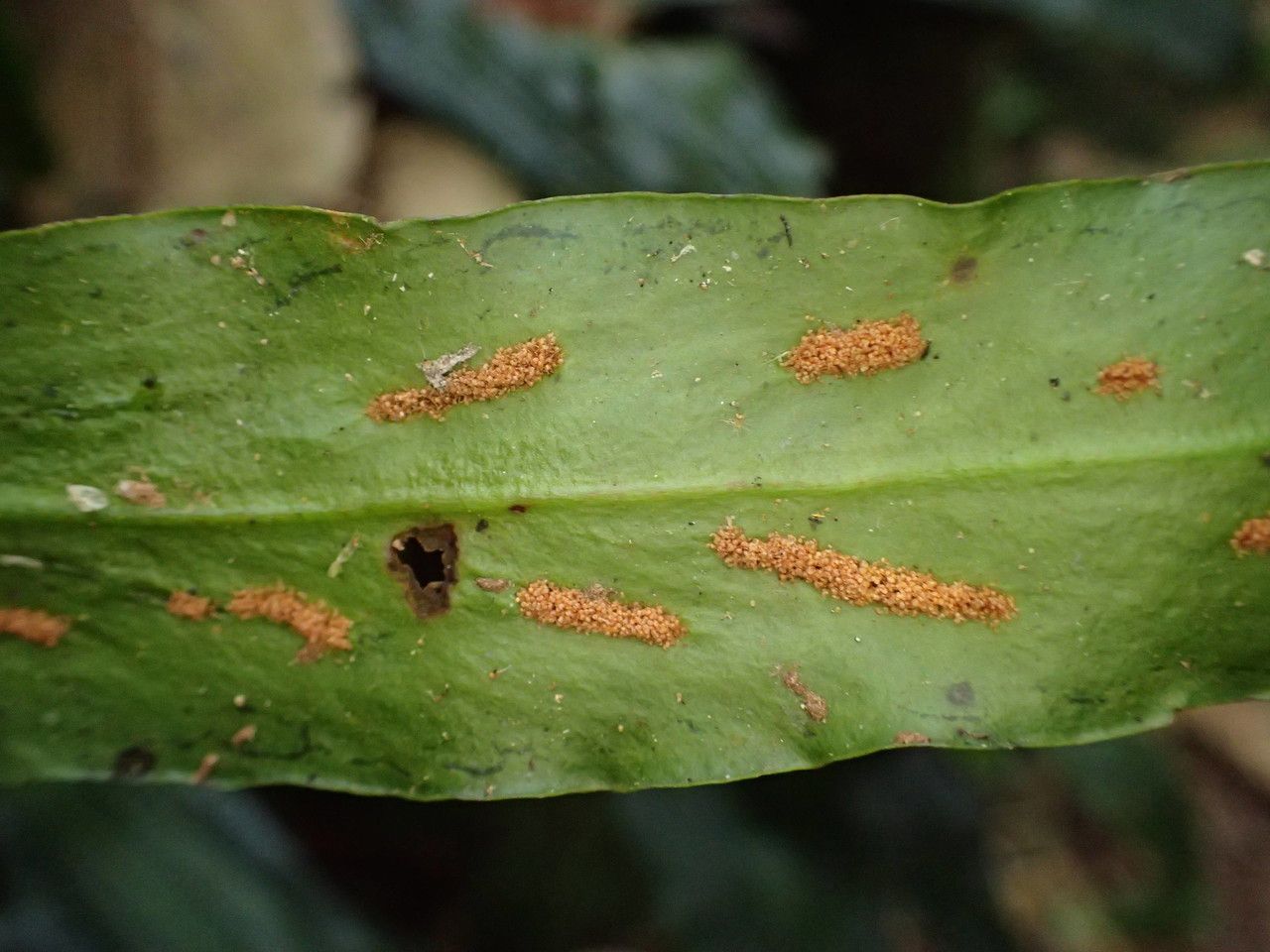 Loxogramme lanceolata fruit