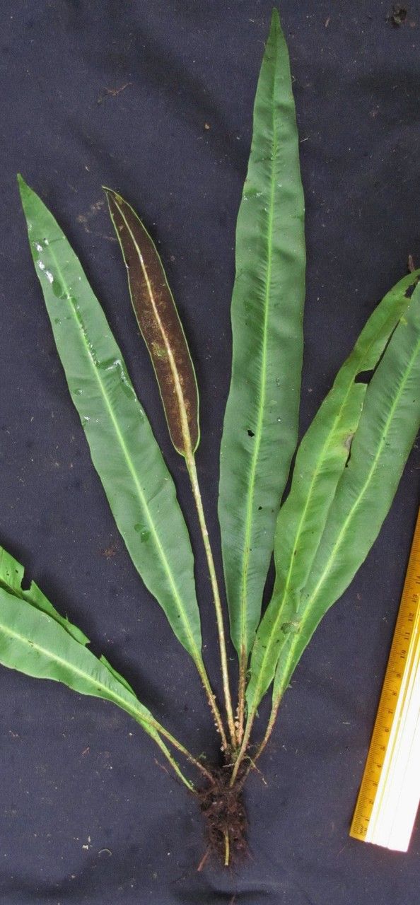 Elaphoglossum tonduzii other