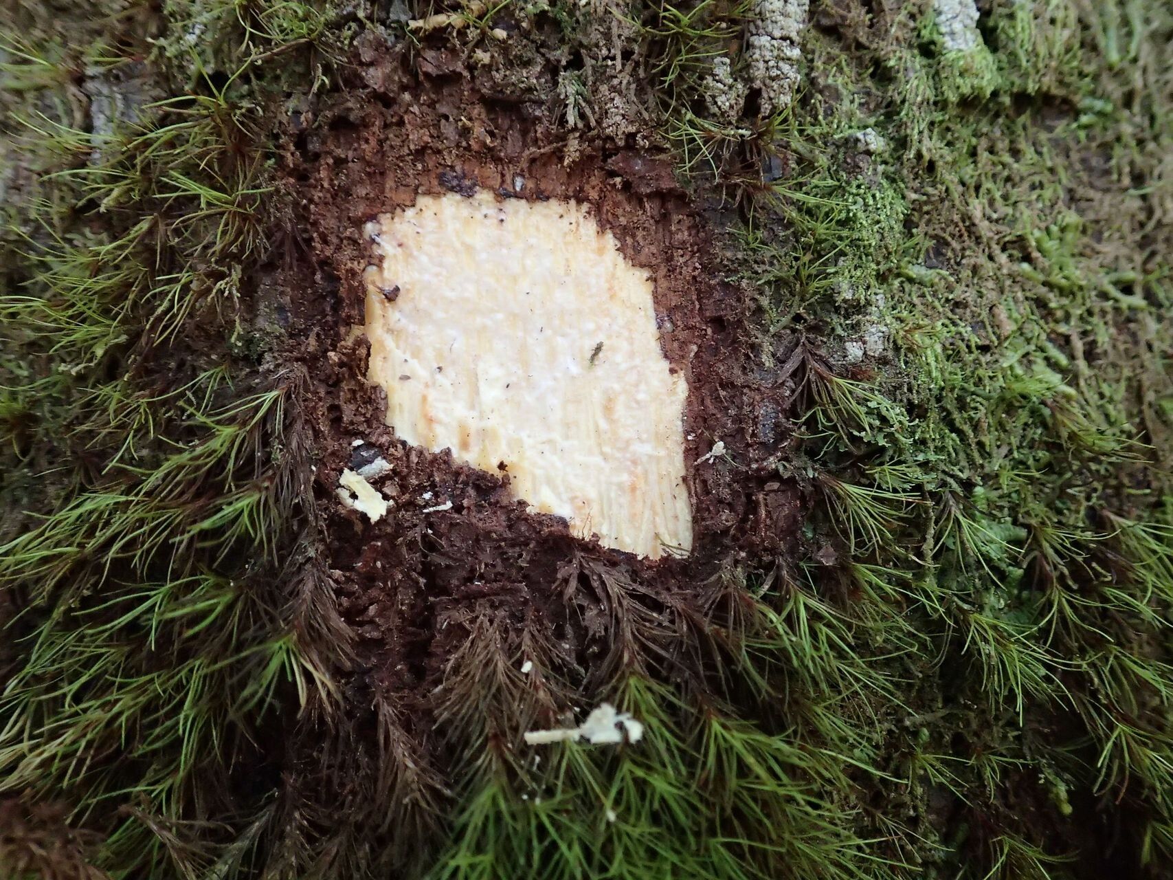 Planchonella reticulata bark