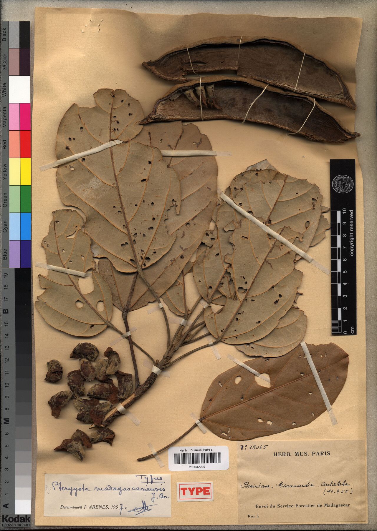 Pterygota madagascariensis — houseplant care guide