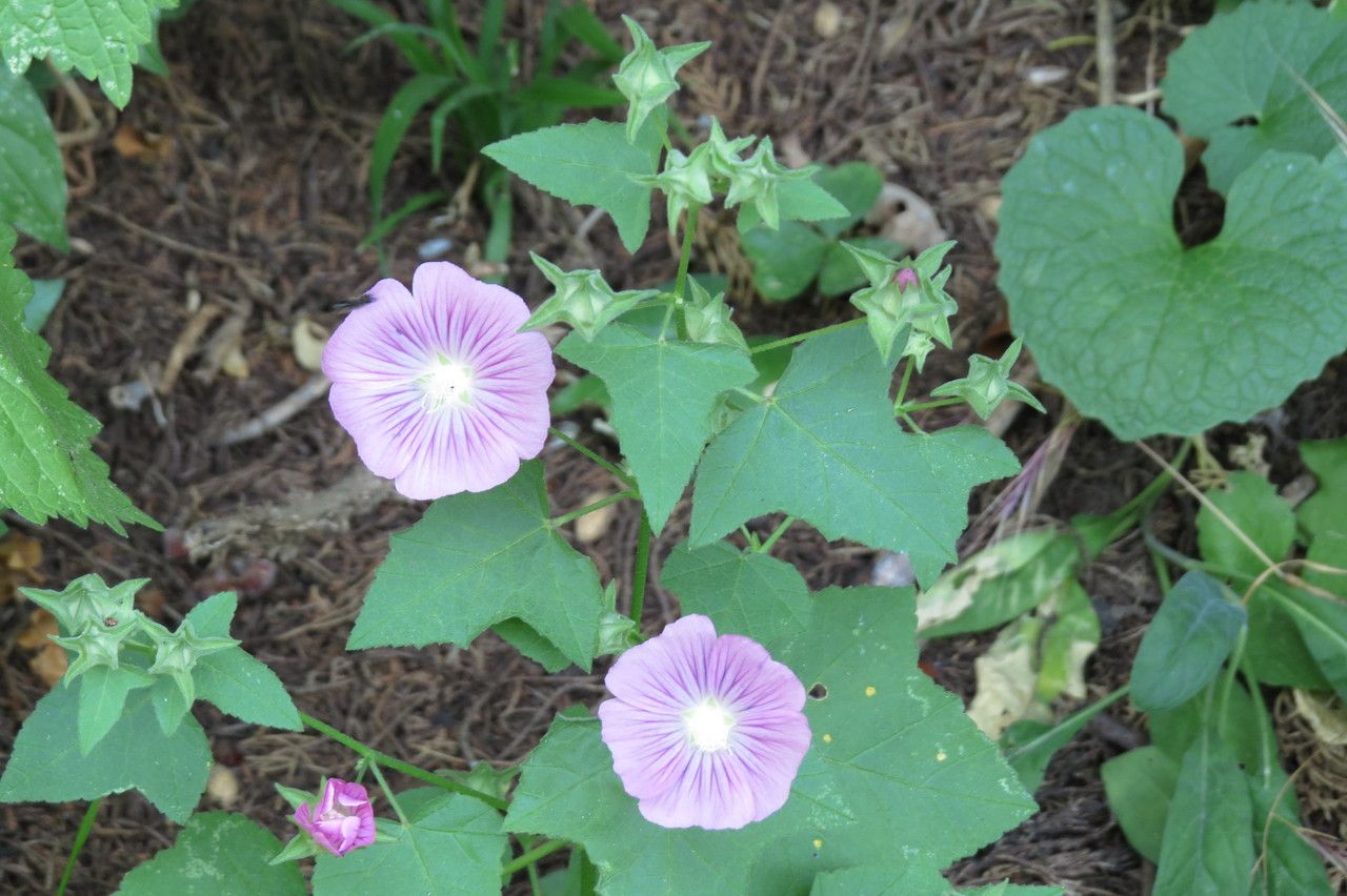 Lavatera punctata habit