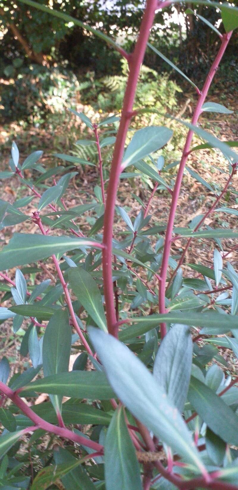 Tasmannia lanceolata bark