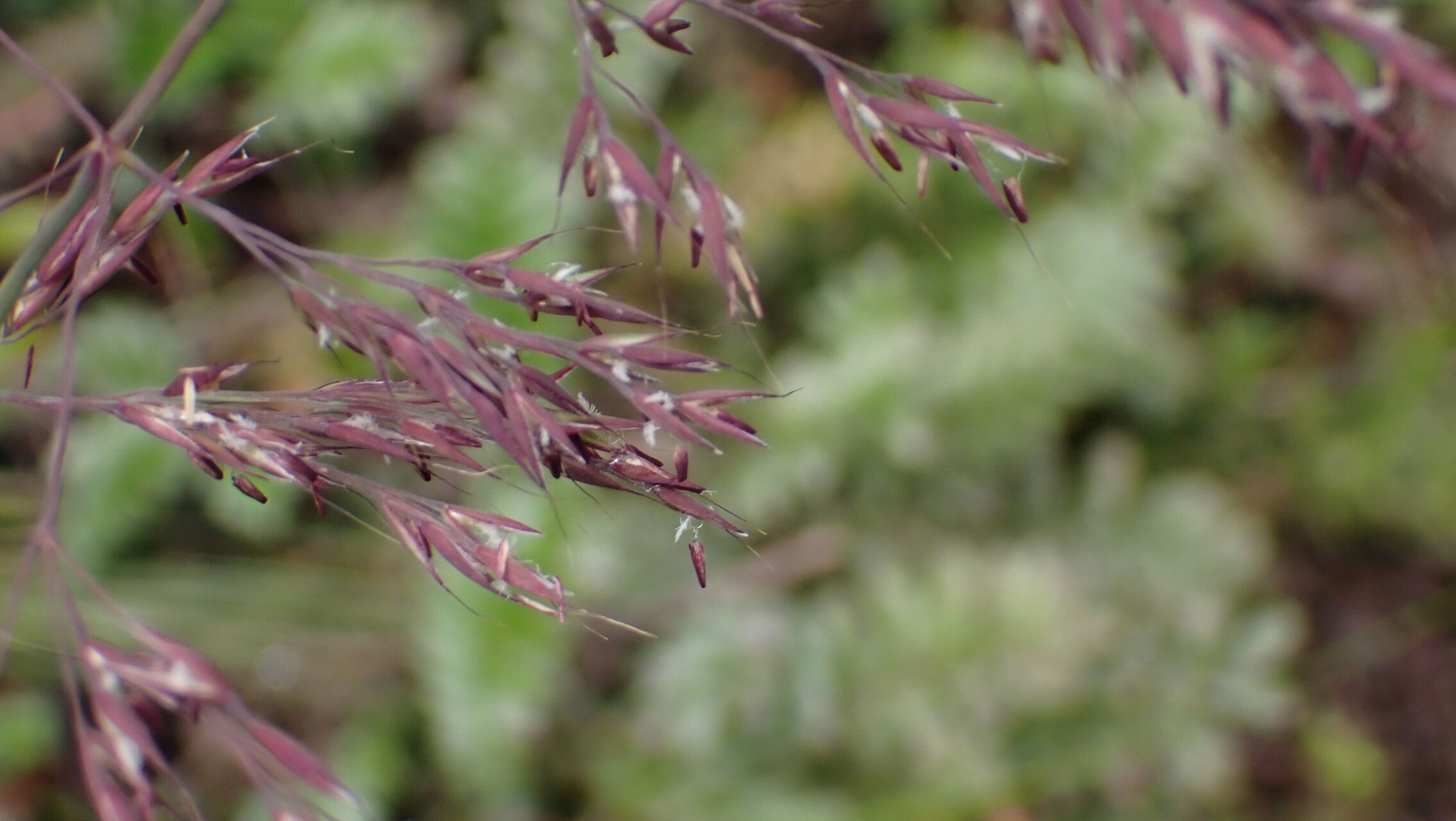 Calamagrostis scabrescens — search result for 'Calamagrostis'