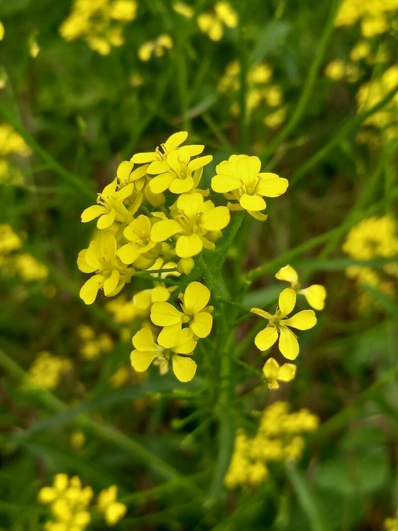 Bunias orientalis flower