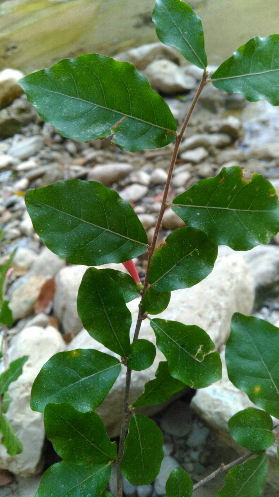 Turraea fockei — houseplant care guide