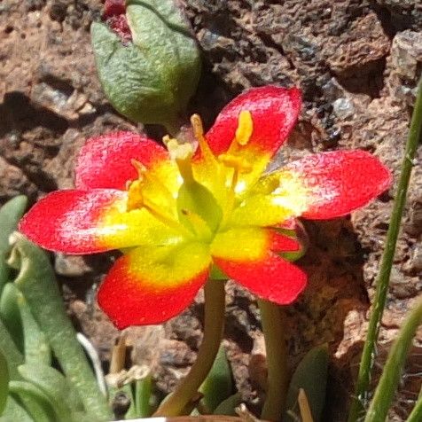 Calandrinia caespitosa flower