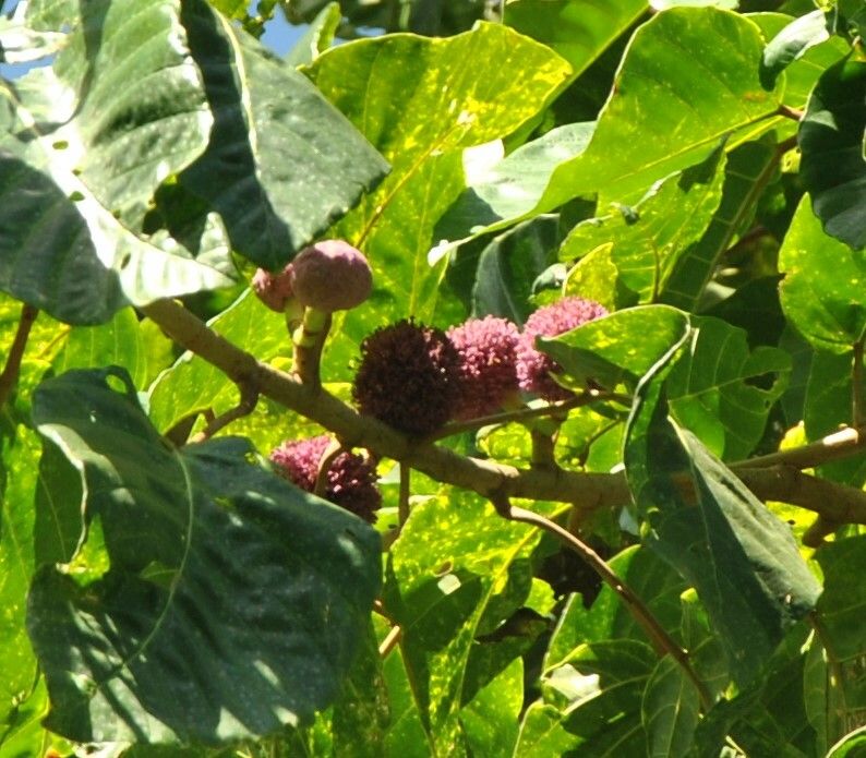 Nauclea orientalis flower