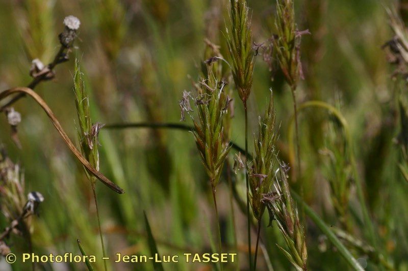 Anthoxanthum ovatum flower