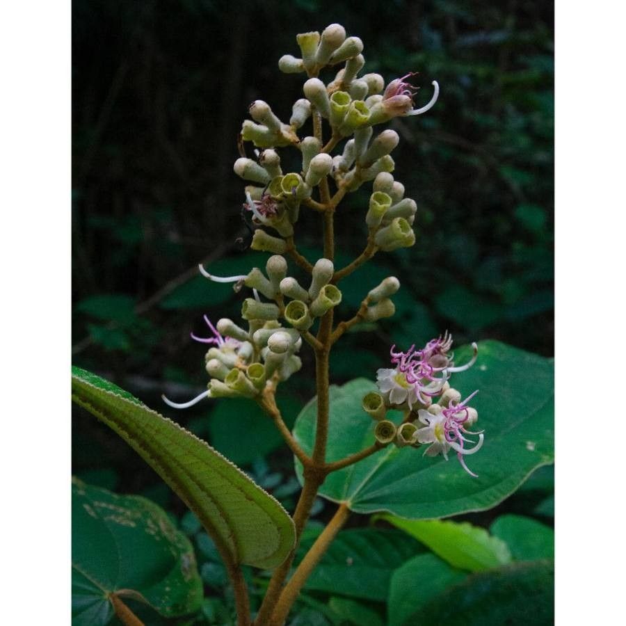 Miconia serrulata flower